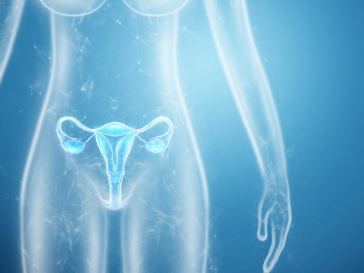 Eine Darstellung der Eierstöcke und Gebärmutter