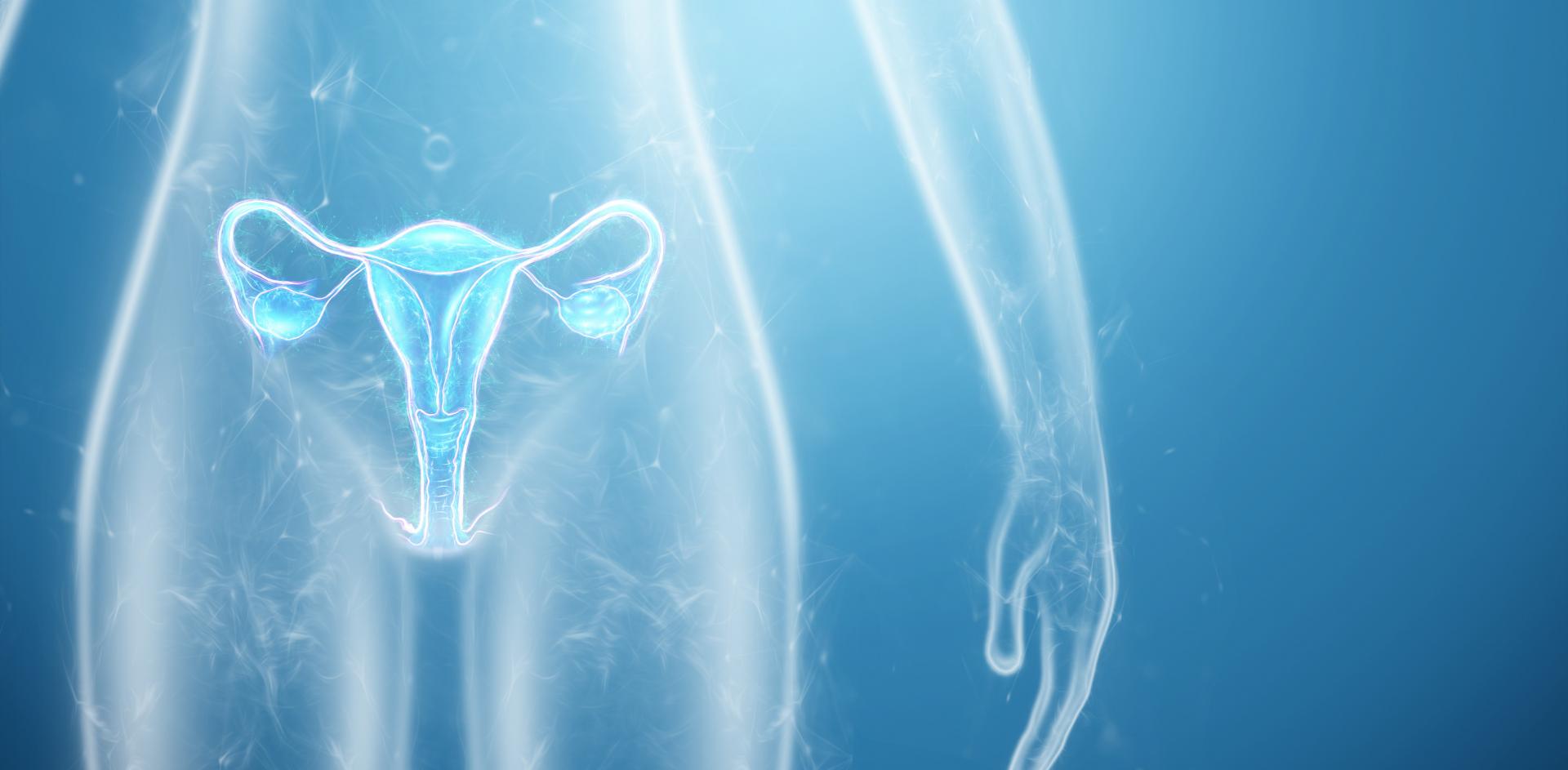 Eine Darstellung der Eierstöcke und Gebärmutter